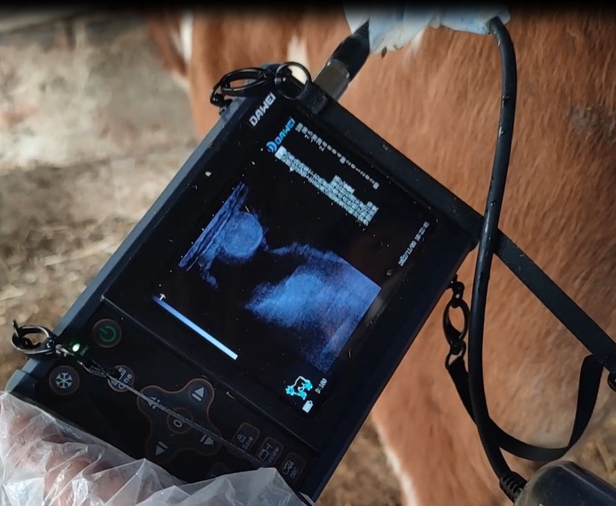 Escáner de ultrasonido portátil veterinario multifuncional CBV-S1